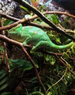 Parson's Chameleon