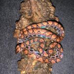 Brazilian Rainbow Boa