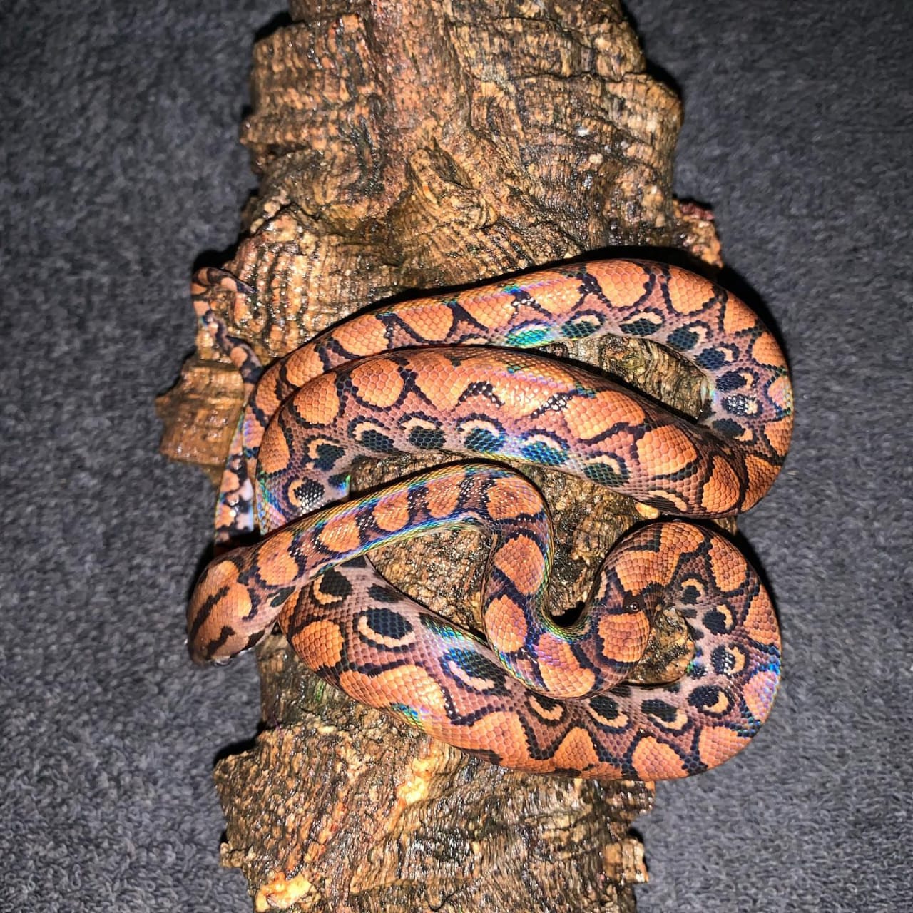 Brazilian Rainbow Boa Brazilian Rainbow Boa