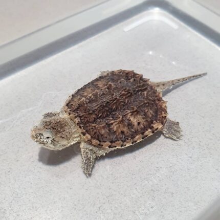 Hypo Snapping Turtle