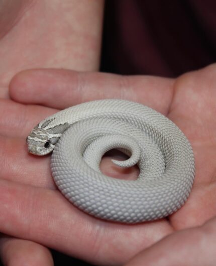 Axanthic Super Anaconda Hognose
