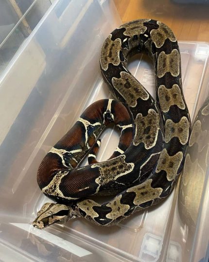 suriname redtail boa, baby suriname redtail boa