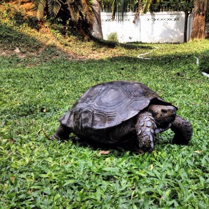Burmese Black Mountain Tortoise for sale, Burmese Black Mountain Tortoise size