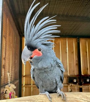 black palm cockatoo, cockatoo price, cockatoo bird for sale, cockatoos for sale, cockatoo for sale near me, cockatoo black palm, how much is a cockatoo, cockatoo parrot for sale, moluccan cockatoo for sale, cockatoos for sale near me, how much cockatoo, goliath cockatoo, how much does a cockatoo cost, price for cockatoo, price of cockatoo bird, cockatoo birds for sale near me, cost of cockatoo, black palm cockatoo for sale, black palm cockatoo price,