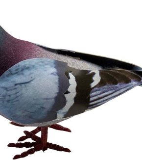 champion racing pigeons