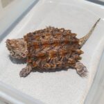 Alligator Snapping Turtle