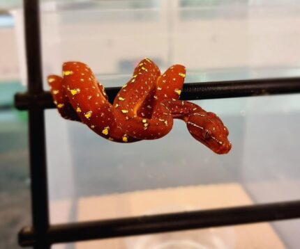 Cyclops Green Tree Python