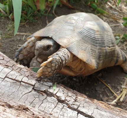 tortoise marginated, marginated tortoise for sale, marginated tortoise size