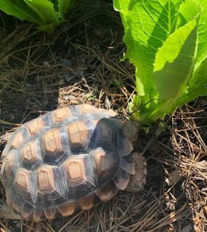 sulcata tortoise for sale, african sulcata tortoise, buy sulcata tortoise, african sulcata tortoise for sale, baby sulcata tortoise, size of sulcata tortoise